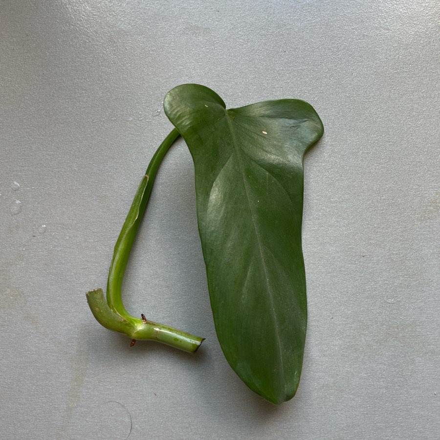 Philodendron bipennifolium
