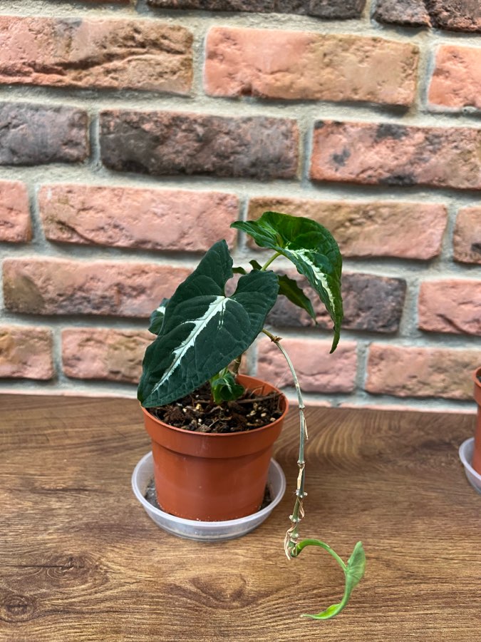 Syngonium Wenlandii 3