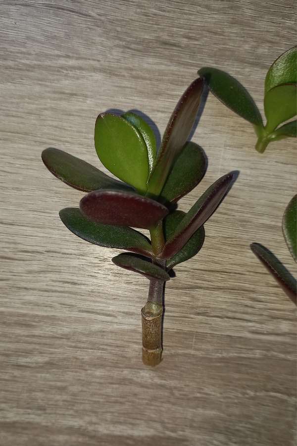 Crassula Ovata 4