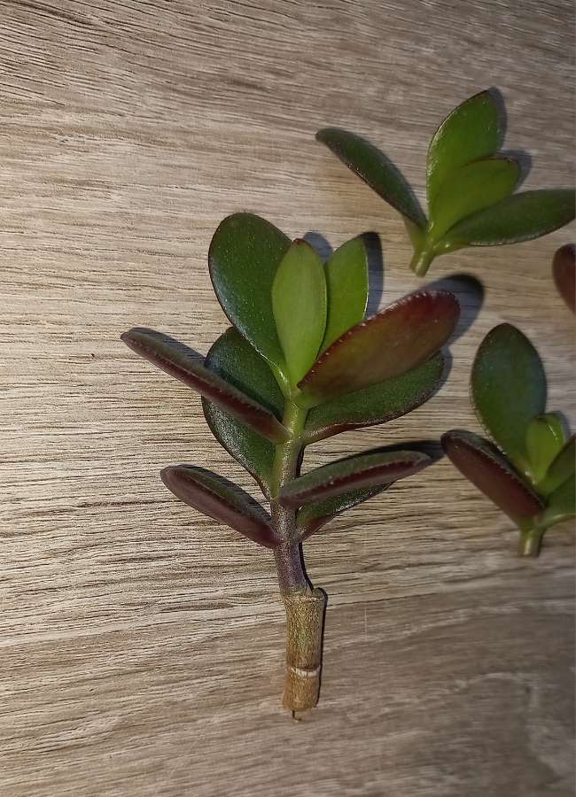 Crassula Ovata 2