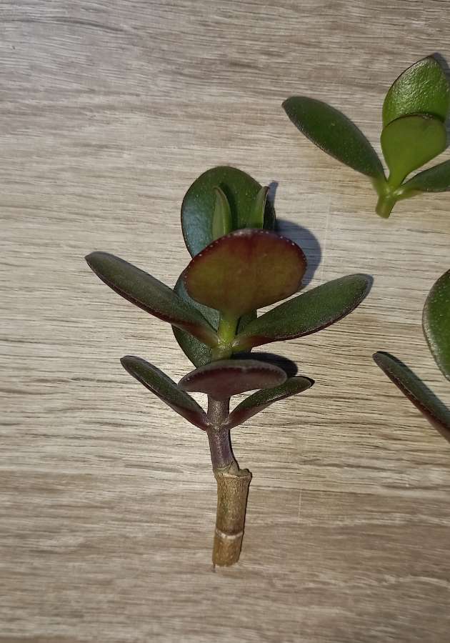 Crassula Ovata 3