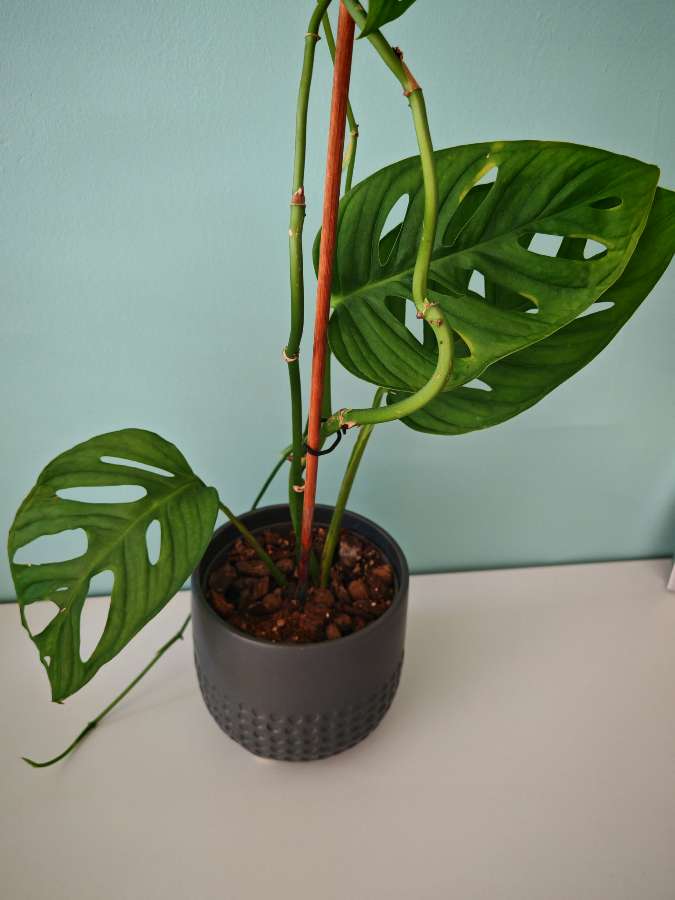 Monstera Monkey Mask 3
