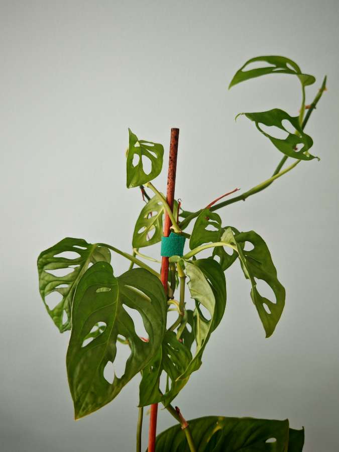 Monstera Monkey Mask 2
