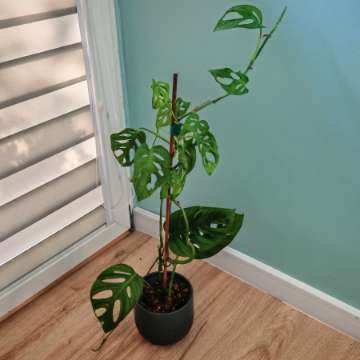 Monstera Monkey Mask