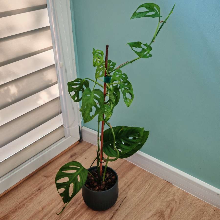 Monstera Monkey Mask