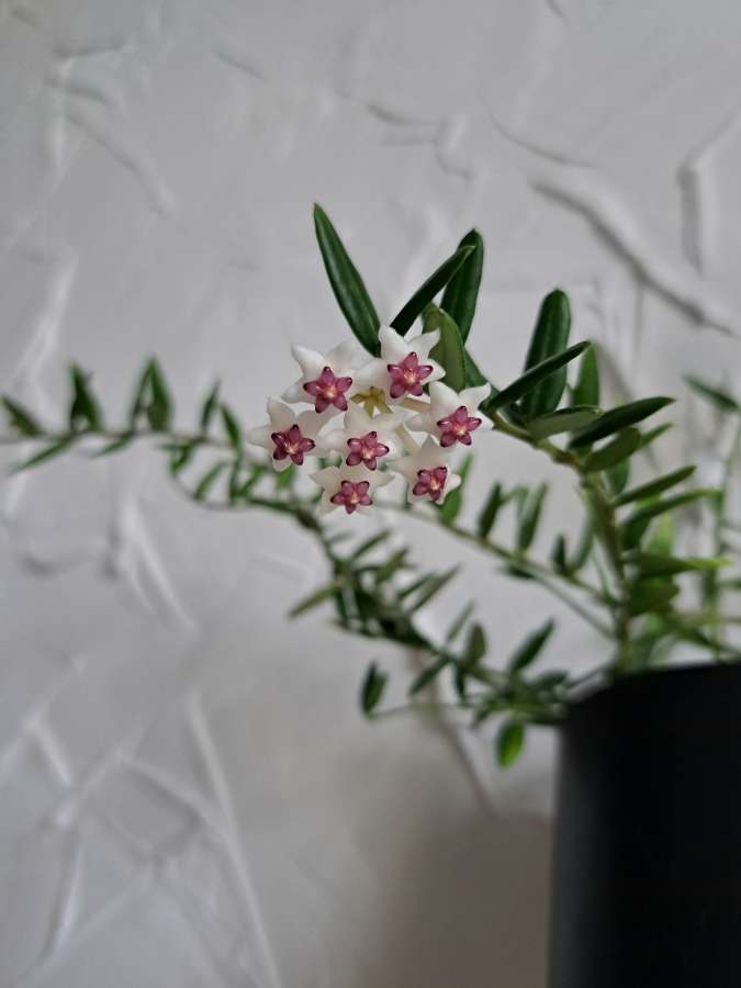 Hoya engleriana 4