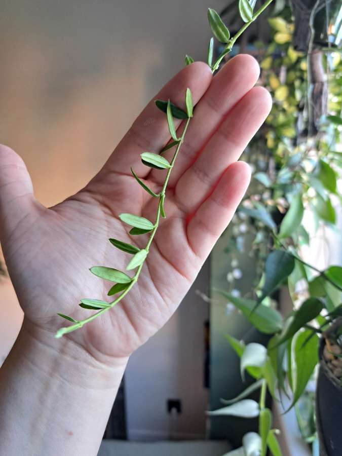 Hoya engleriana 2