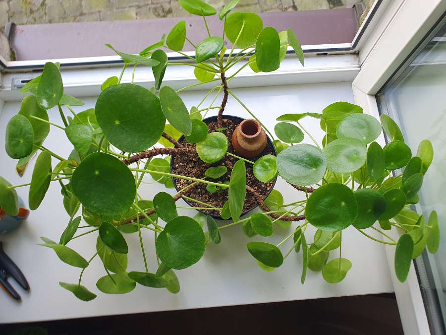Wonderful Pilea!!! 2