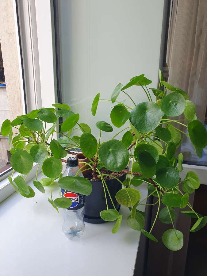 Wonderful Pilea!!! 5