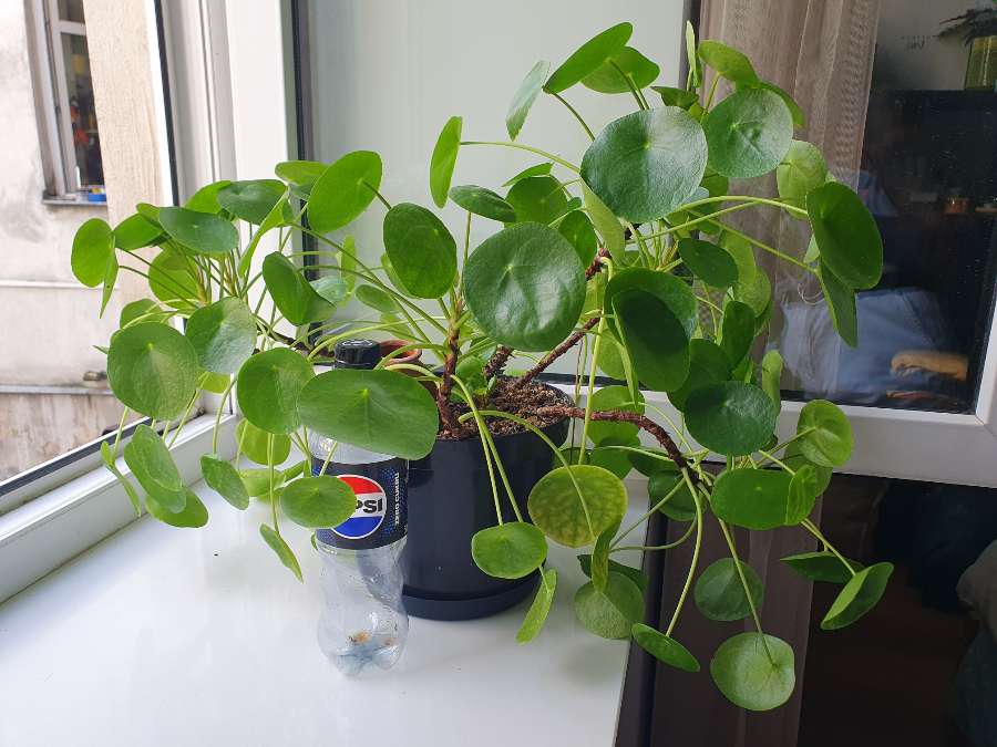 Wonderful Pilea!!! 4