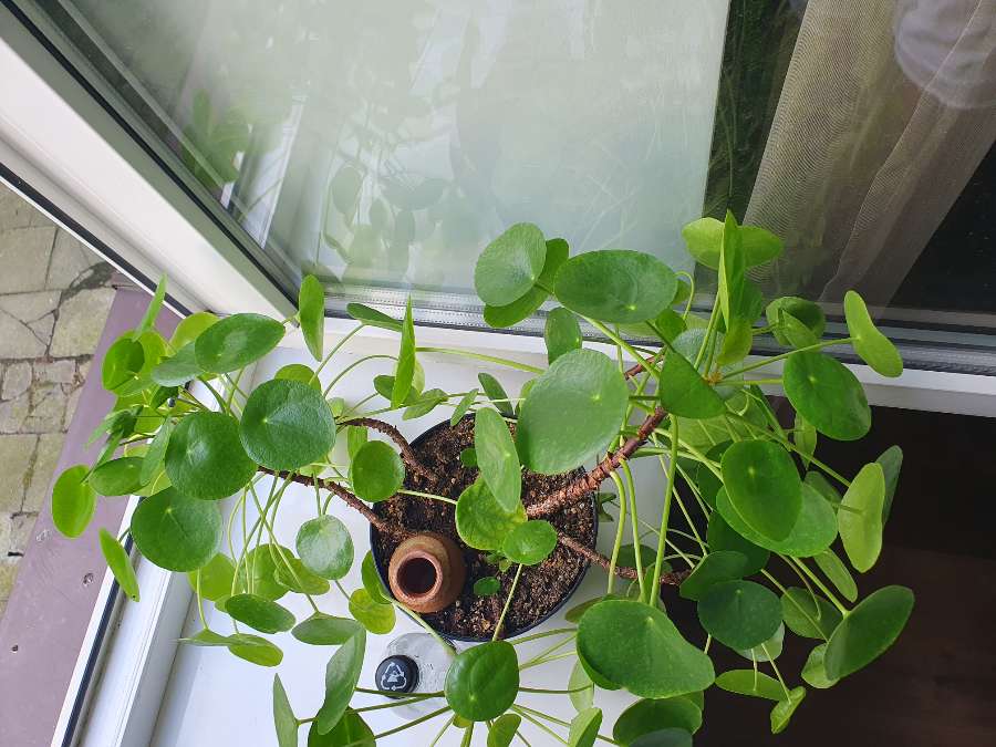 Wonderful Pilea!!! 3