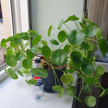 Wonderful Pilea!!!