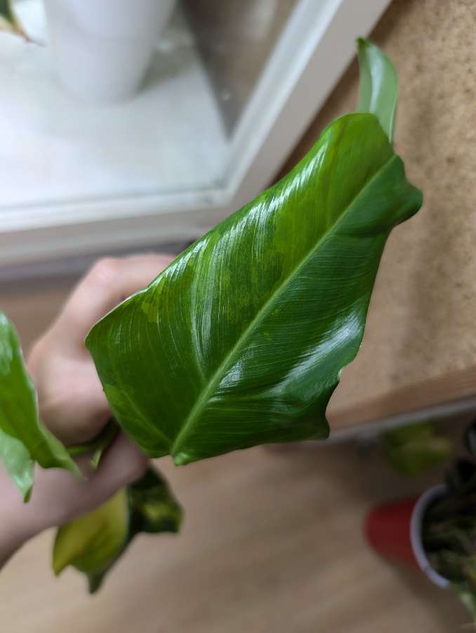 Philodendron Siam Sunrise 4