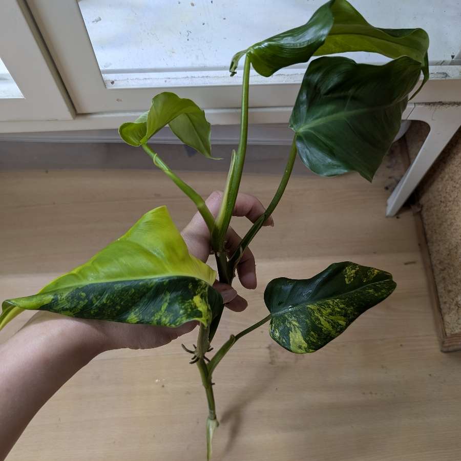 Philodendron Siam Sunrise