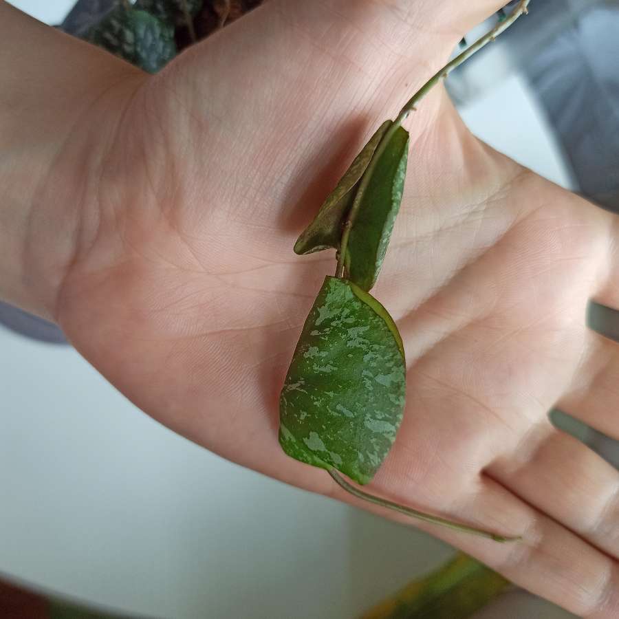 Hoya Imbricata