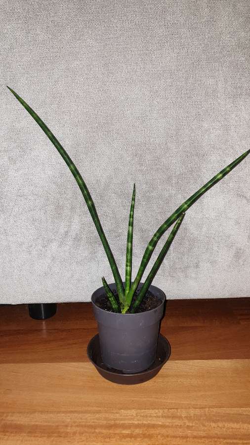 Sansewieria cylindryczna,  40cm 2