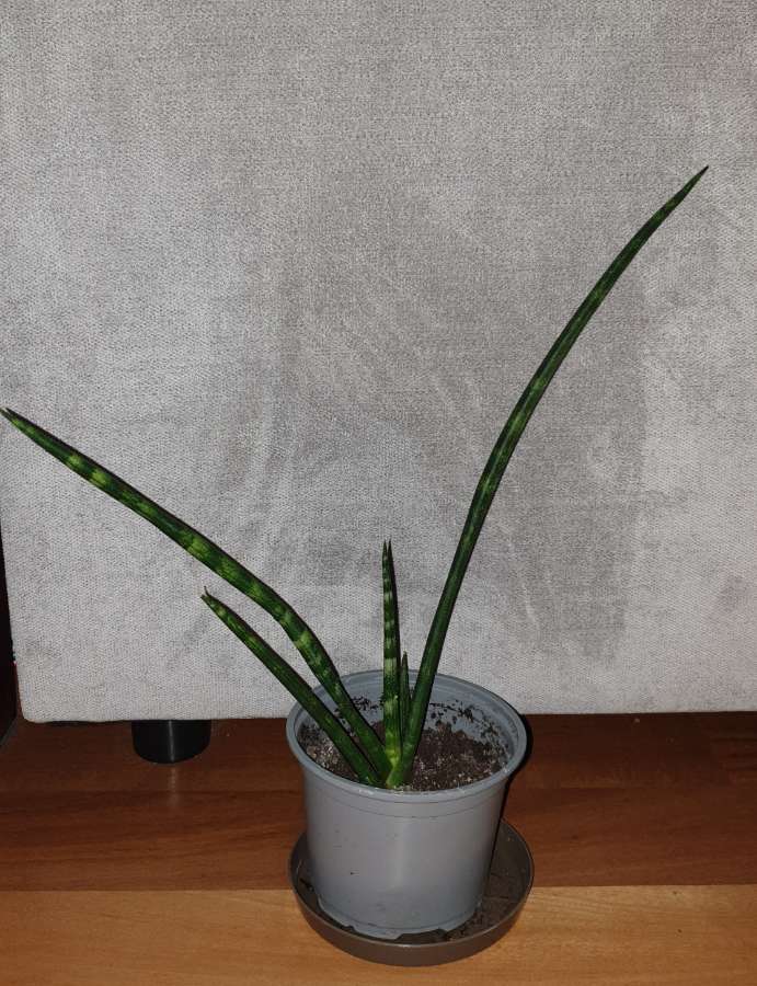 Sansewieria cylindryczna,  40cm 3