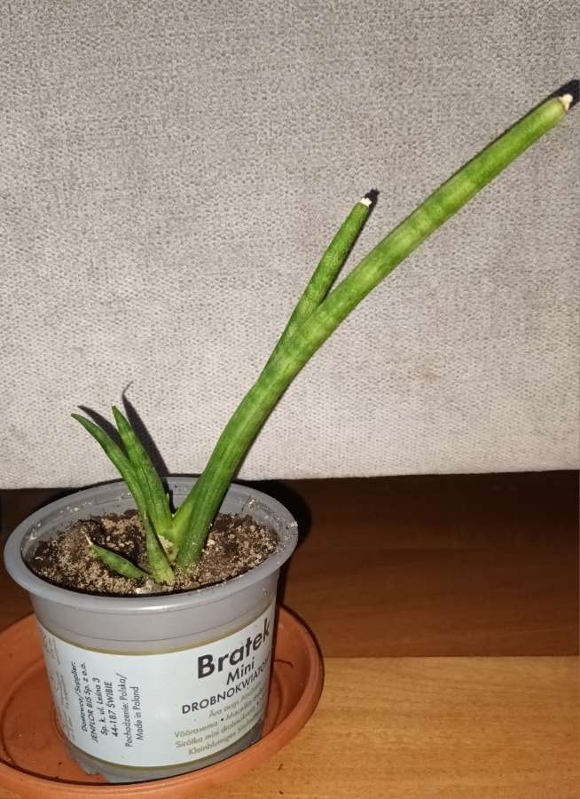 Sansewieria cylindryczna 2 sadzonki w doniczce  3