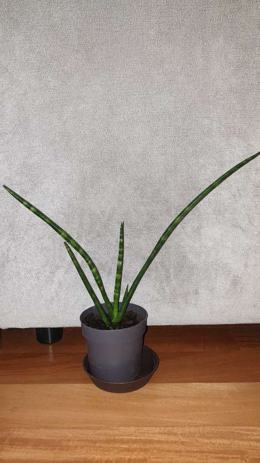 Sansewieria cylindryczna,  40cm 4