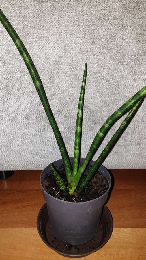 Sansewieria cylindryczna,  40cm 3
