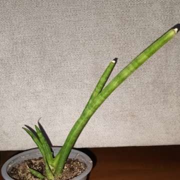 Sansewieria cylindryczna 2 sadzonki w doniczce 