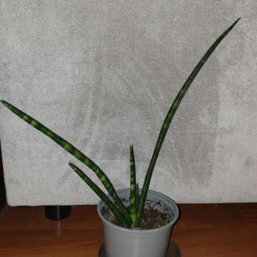 Sansewieria cylindryczna,  40cm