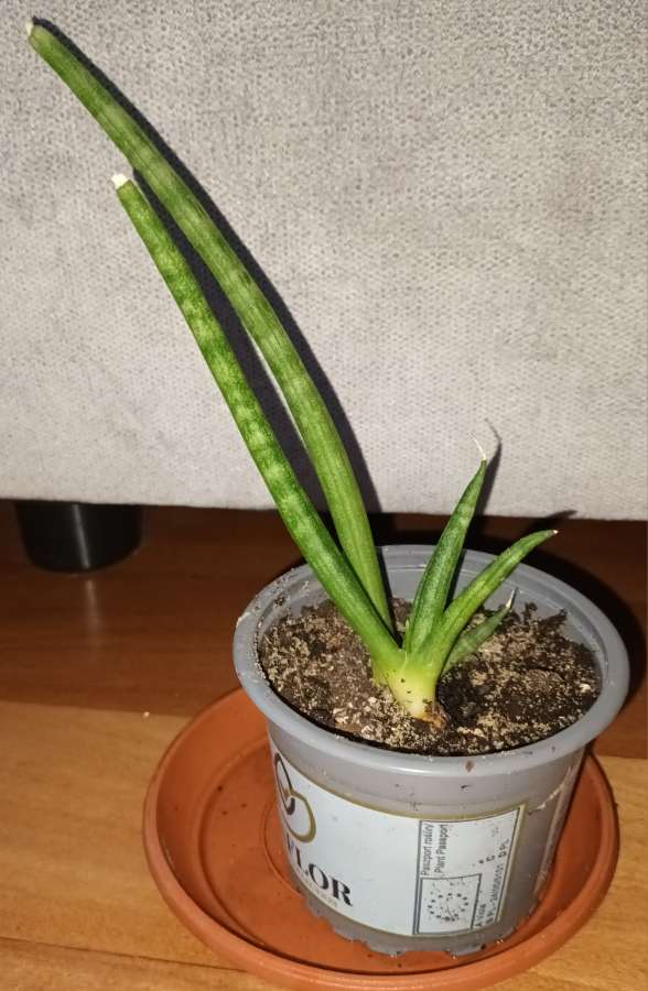 Sansewieria cylindryczna 2 sadzonki w doniczce  2