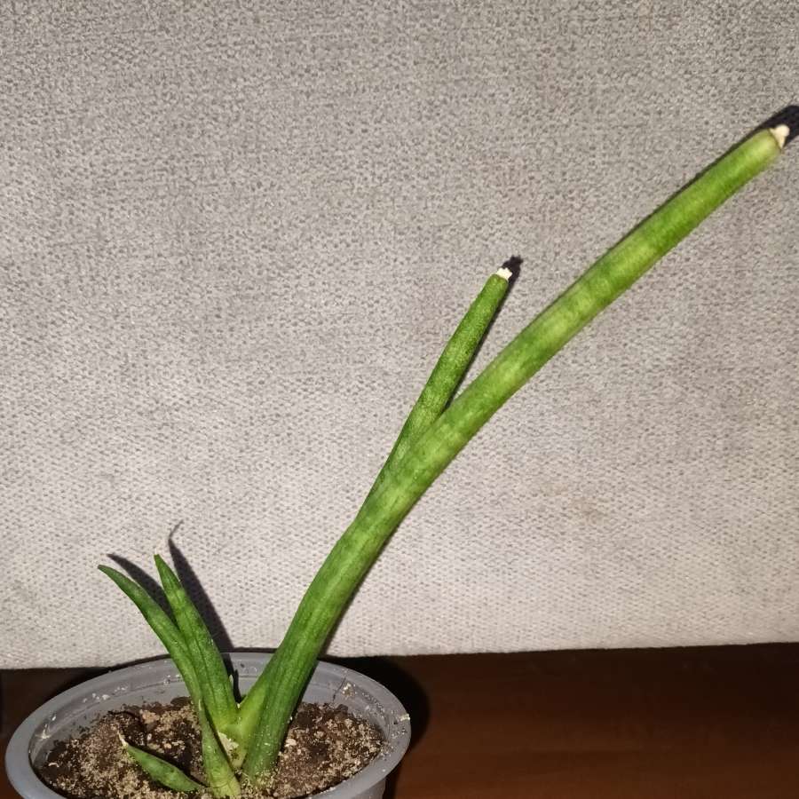 Sansewieria cylindryczna 2 sadzonki w doniczce 