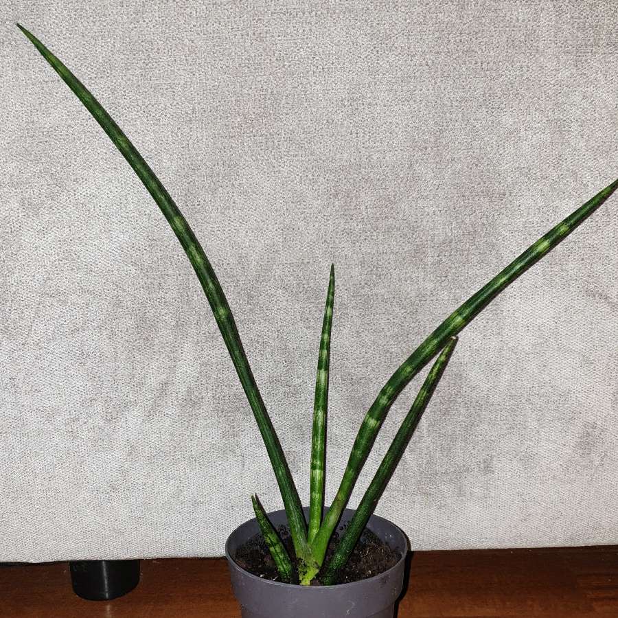 Sansewieria cylindryczna,  40cm