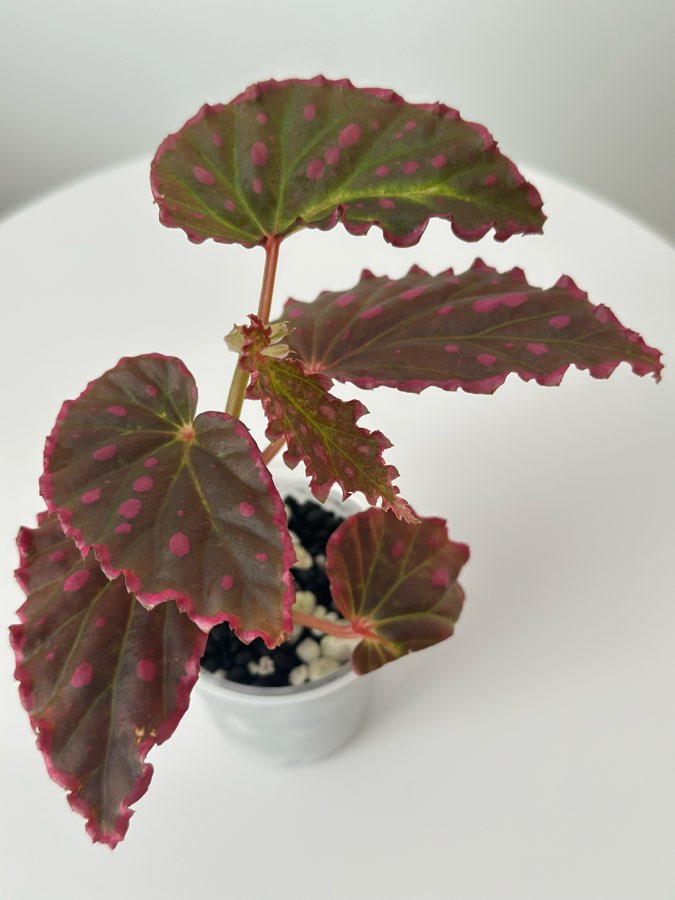 🩷💚 Begonia Furia 💚🩷 3