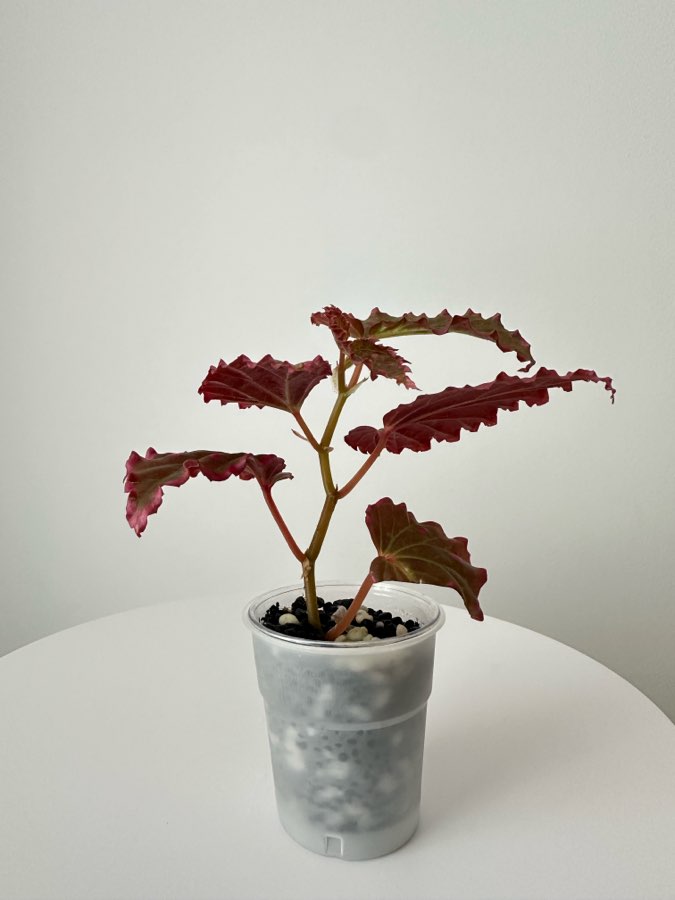 🩷💚 Begonia Furia 💚🩷 4