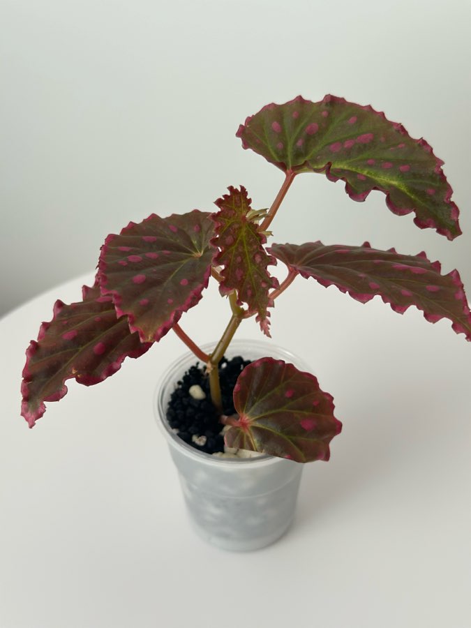 🩷💚 Begonia Furia 💚🩷 2