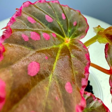 🩷💚 Begonia Furia 💚🩷