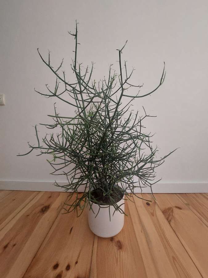 Euphorbia tirucalli wilczomlecz 2