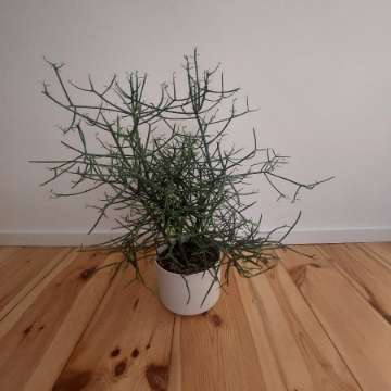 Euphorbia tirucalli wilczomlecz