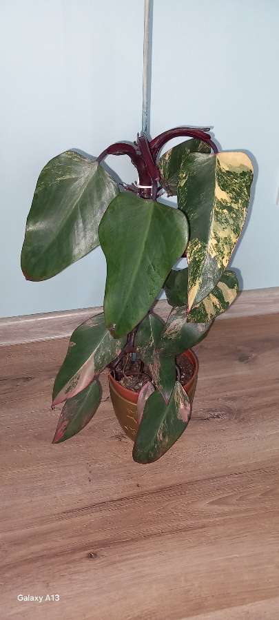 Philodendron Strawberry shake 2