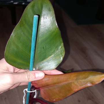 Philodendron Strawberry shake