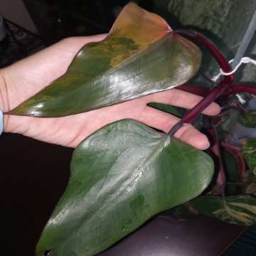 Philodendron Strawberry shake