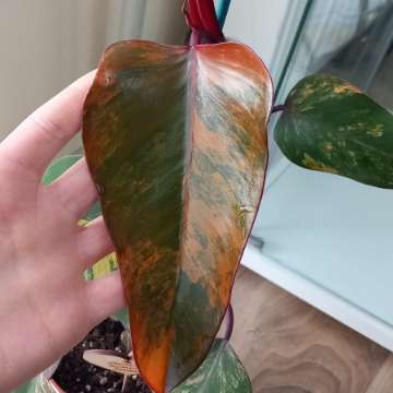 Philodendron Strawberry shake