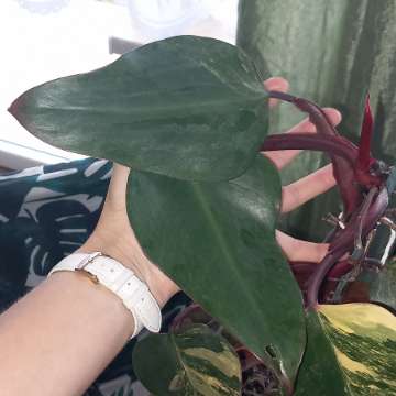 Philodendron Strawberry shake