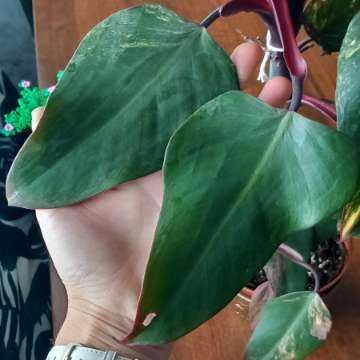 Philodendron Strawberry shake