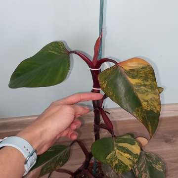 Philodendron Strawberry shake