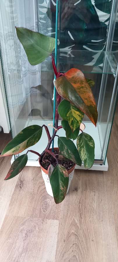 Philodendron Strawberry shake 2