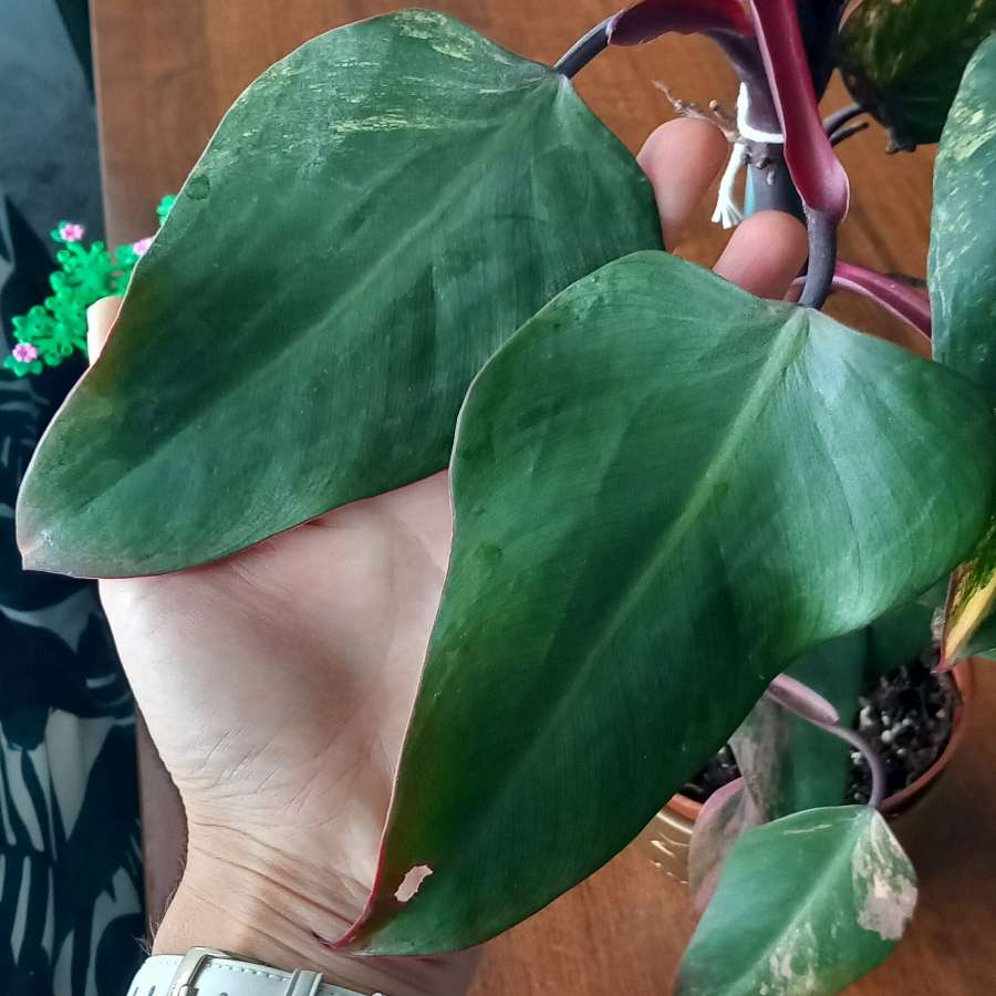 Philodendron Strawberry shake