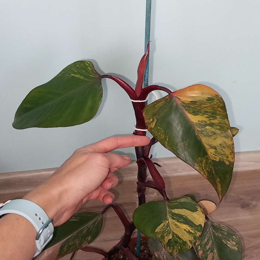 Philodendron Strawberry shake