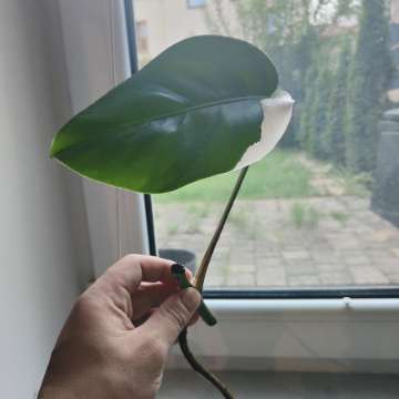 Monstera variegata szczepka