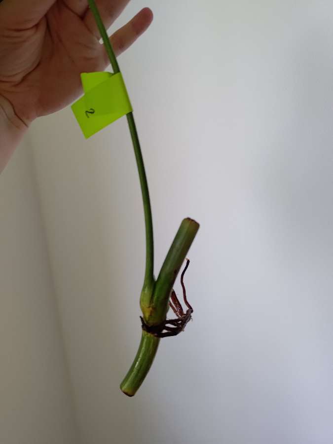 Philodendron Melanochrysum 2