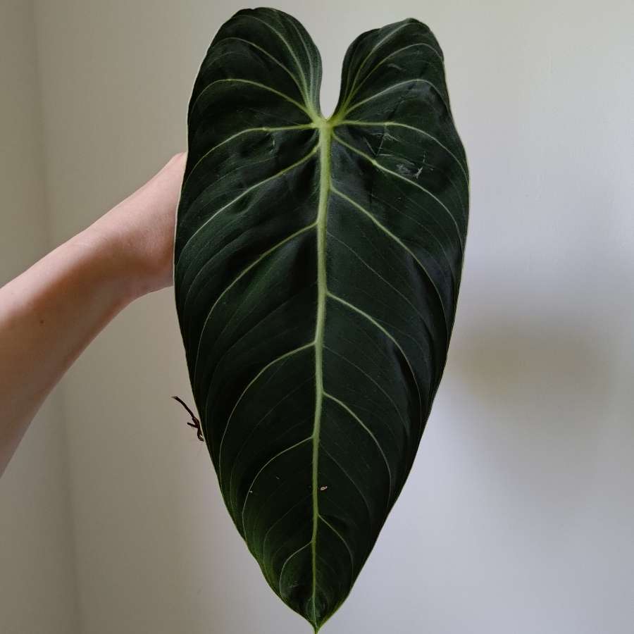 Philodendron Melanochrysum