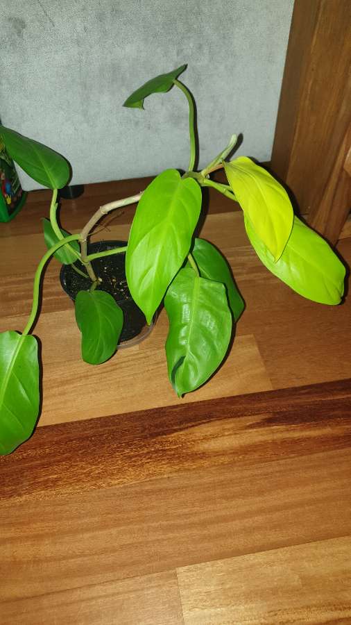 Filodendron,  philodendron lemon lime  3