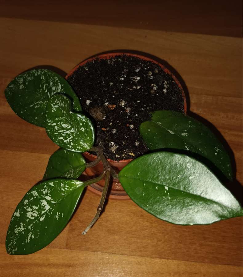 Hoya nr 3 3